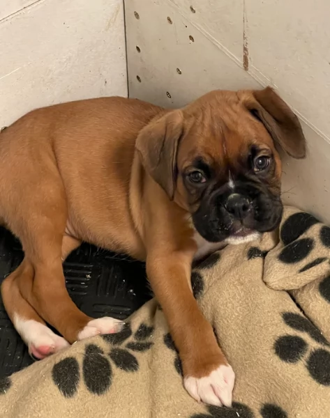 cuccioli di Boxer per adozione maschio e femmina | Foto 3