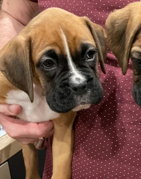 cuccioli di Boxer per adozione maschio e femmina | Foto 6