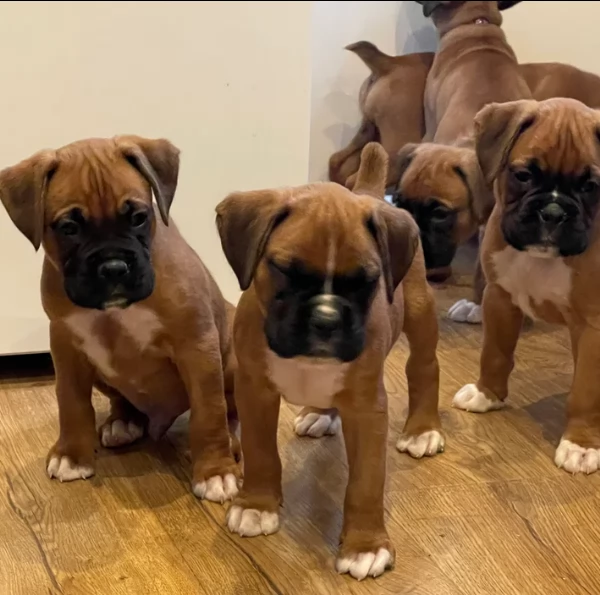 cuccioli di Boxer per adozione maschio e femmina | Foto 3
