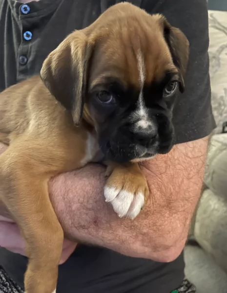 cuccioli di Boxer per adozione maschio e femmina | Foto 0