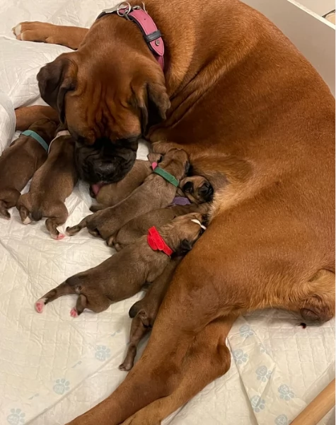 cuccioli di Boxer per adozione maschio e femmina | Foto 1