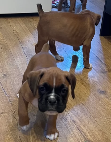 cuccioli di Boxer per adozione maschio e femmina | Foto 5