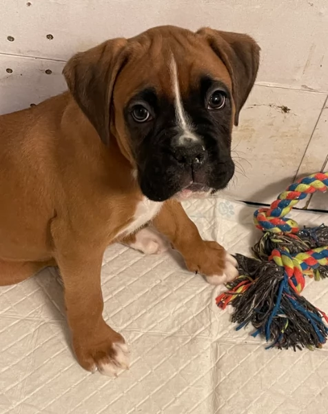 cuccioli di Boxer per adozione maschio e femmina | Foto 3