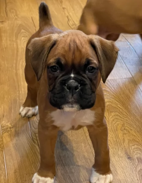 cuccioli di Boxer per adozione maschio e femmina | Foto 0