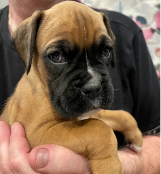 cuccioli di Boxer per adozione maschio e femmina | Foto 5