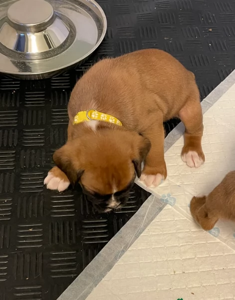 cuccioli di Boxer per adozione maschio e femmina | Foto 2