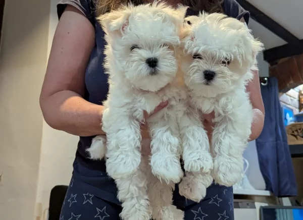 splendidi maltese toy per adozione | Foto 3