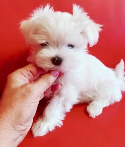 splendidi maltese toy per adozione | Foto 0