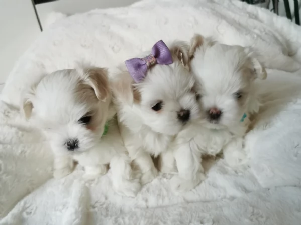 splendidi maltese toy per adozione | Foto 0