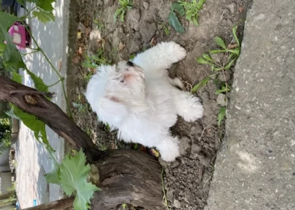 splendidi maltese toy per adozione | Foto 3