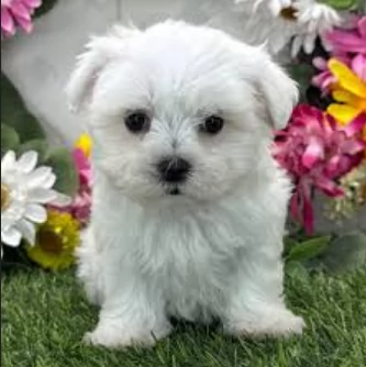 splendidi maltese toy per adozione | Foto 5