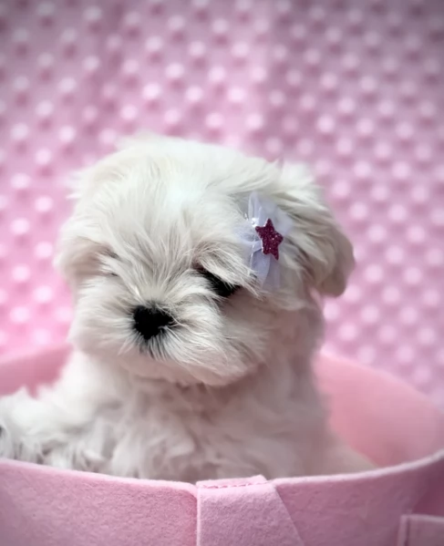 splendidi maltese toy per adozione | Foto 3