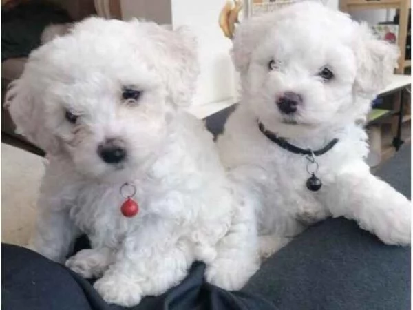 Cuccioli di maltese nati qui, bellissimi, piccoli e longevi