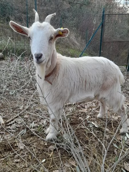 regalo caprette | Foto 0