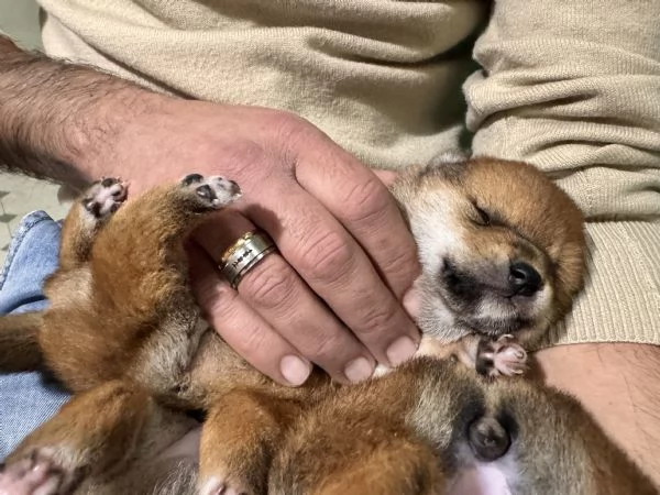 Shiba Inu cuccioli pedigree 