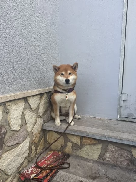 Shiba Inu cuccioli pedigree  | Foto 4