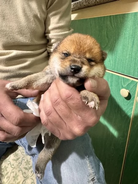 Shiba Inu cuccioli pedigree  | Foto 3