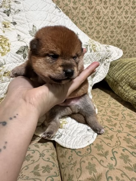 Shiba Inu cuccioli pedigree  | Foto 2