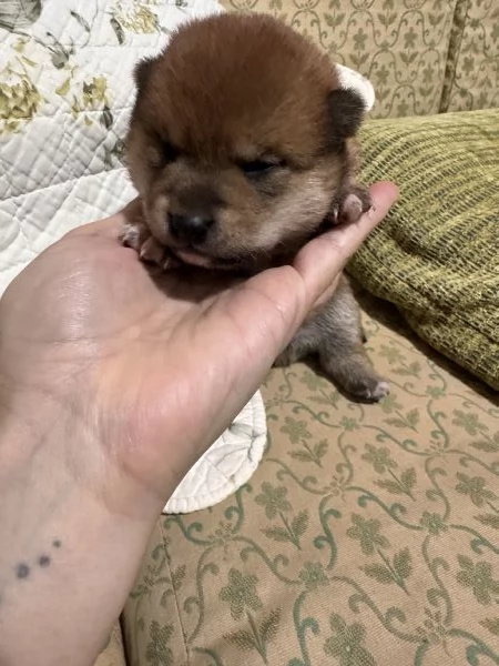 Shiba Inu cuccioli pedigree  | Foto 0