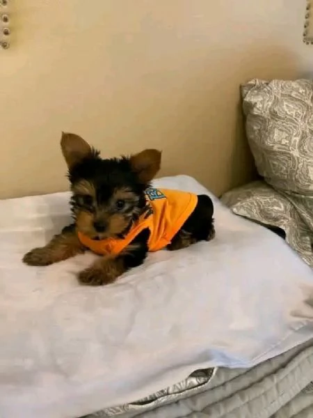 Yorkshire terrier 