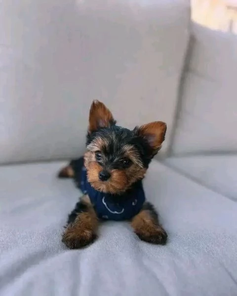 Yorkshire terrier  | Foto 0