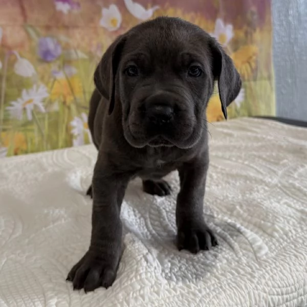 pu&ograve; caso il cucciolo regalare | Foto 2