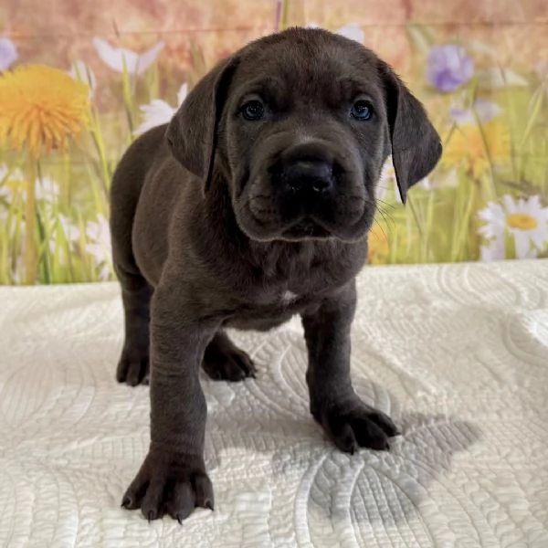 pu&ograve; caso il cucciolo regalare | Foto 1