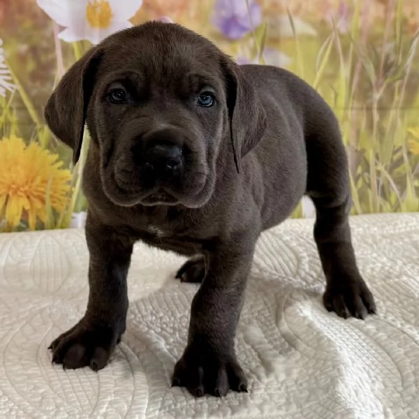 pu&ograve; caso il cucciolo regalare | Foto 0