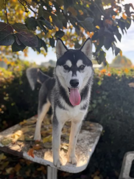 Husky | Foto 1