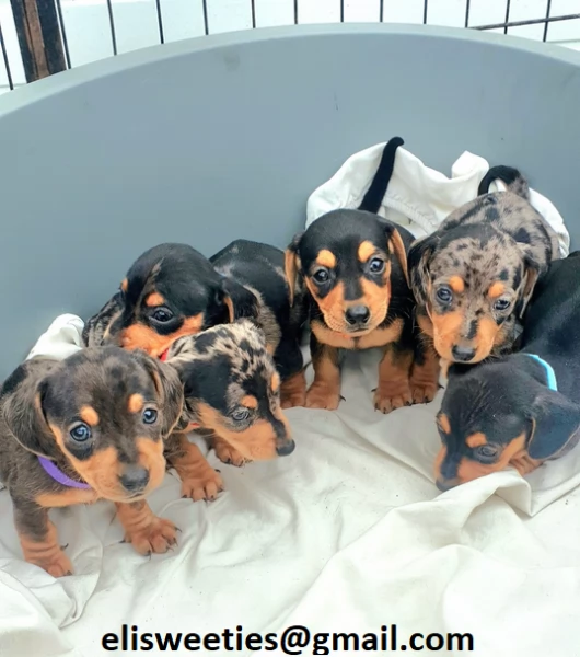 adorabili cuccioli bassotto femminucce e maschietti disponibili