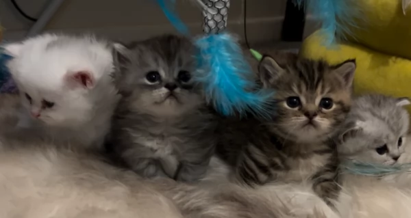 Bellissimi gattini Munchkin