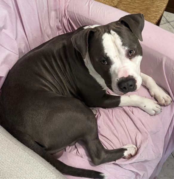 Amstaff maschio con pedigree  | Foto 0