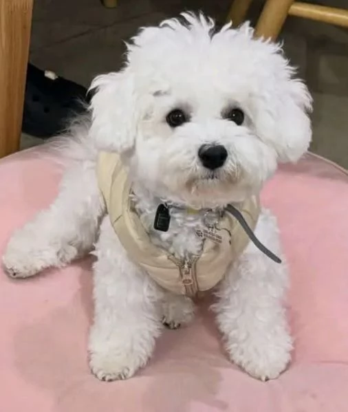  Bichon fries (cuccioli maschio e femmina) | Foto 0