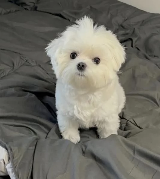  Bichon fries (cuccioli maschio e femmina)