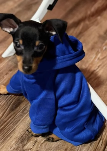  Pinchers (cuccioli maschio e femmina) | Foto 0