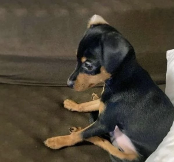  Pinchers (cuccioli maschio e femmina)