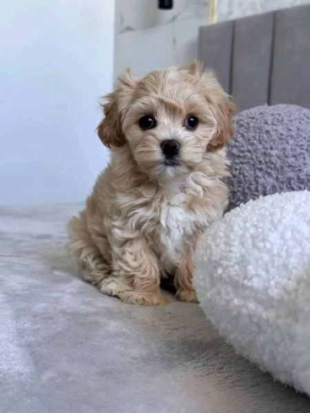  Maltipoo (cuccioli maschio e femmina)