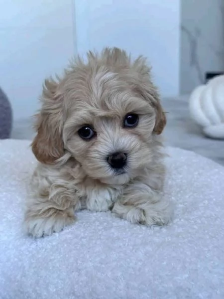  Maltipoo (cuccioli maschio e femmina) | Foto 0