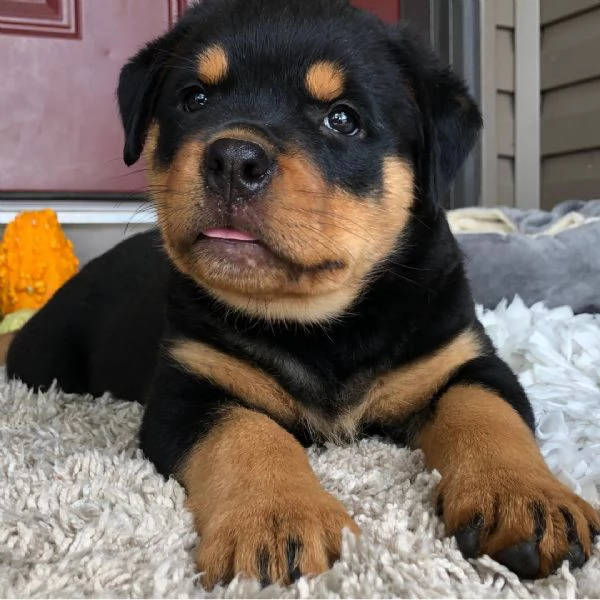  Rottweiler (cuccioli maschio e femmina) | Foto 0