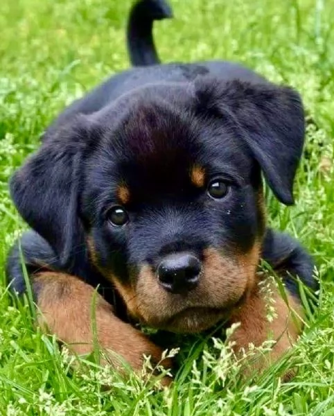  Rottweiler (cuccioli maschio e femmina)