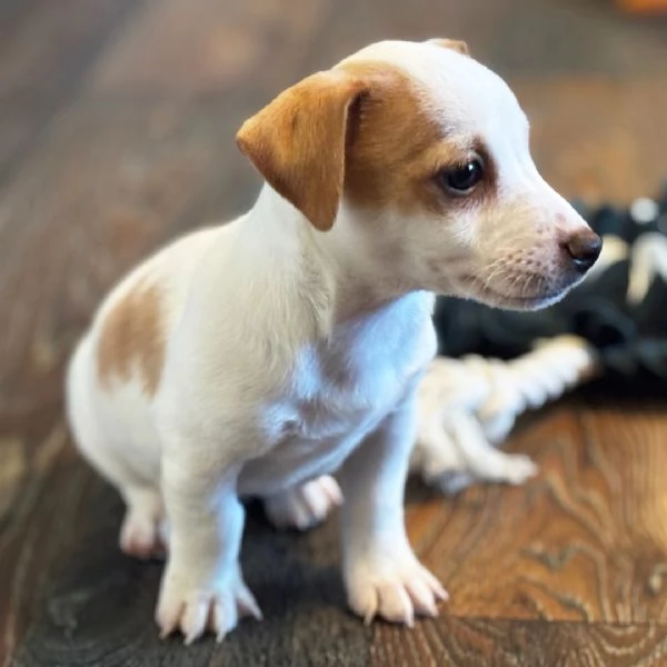 Jack Russell (cuccioli maschio e femmina) | Foto 0