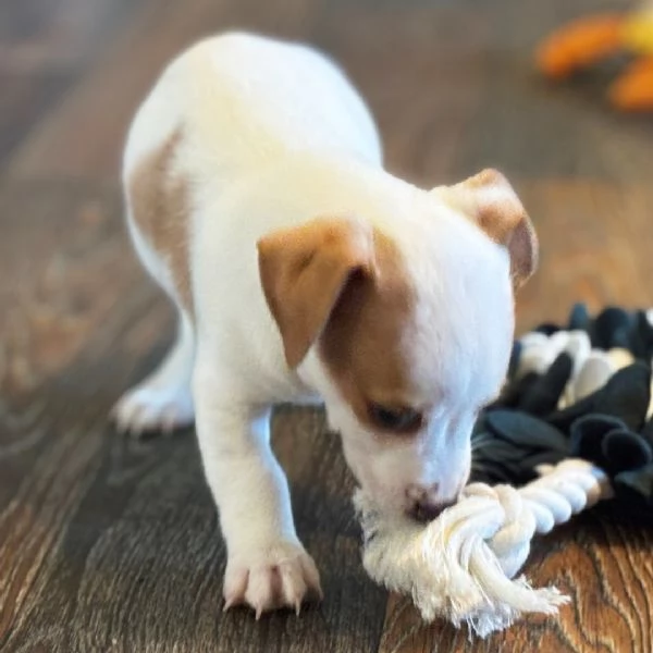 Jack Russell (cuccioli maschio e femmina)