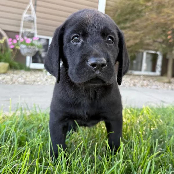  Labrador (cuccioli maschio e femmina) | Foto 0