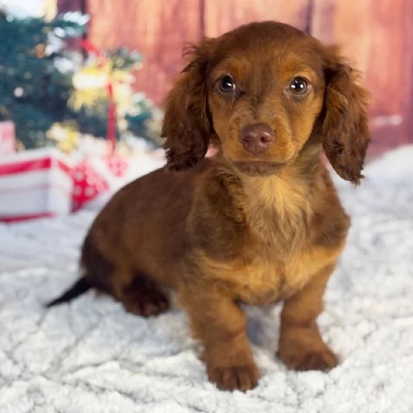  Bassotto (cuccioli maschio e femmina)