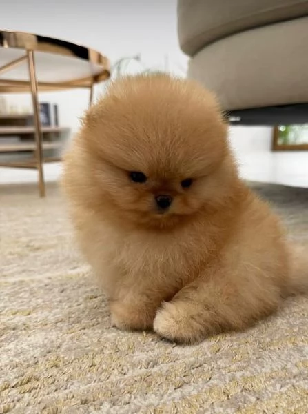  Volpino Pomeranian (cuccioli maschio e femmina) | Foto 1