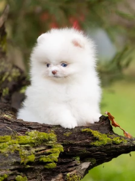  Volpino Pomeranian (cuccioli maschio e femmina)