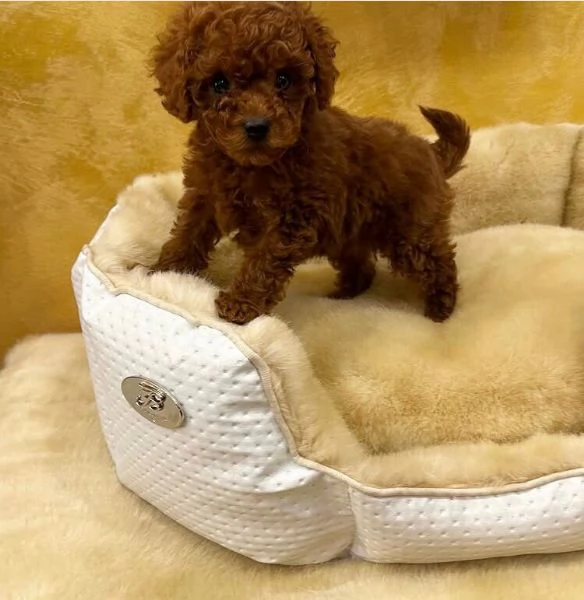 Yorkshire Terrier (cuccioli maschio e femmina)
