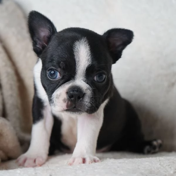 Boston terrier (cuccioli maschio e femmina)