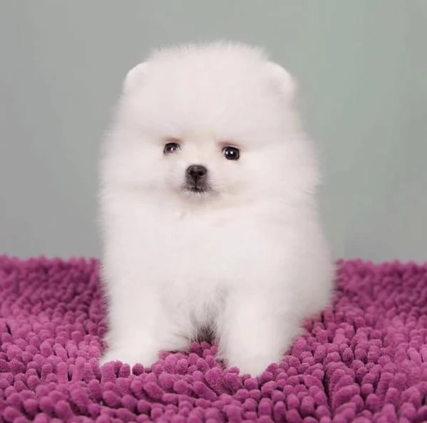 Volpino Pomeranian (cuccioli maschio e femmina)