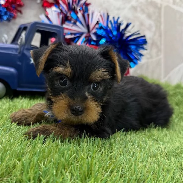 Yorkshire Terrier (cuccioli maschio e femmina)